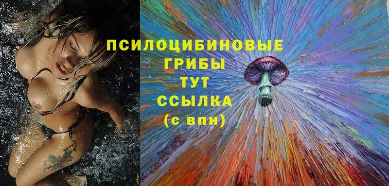 Галлюциногенные грибы Psilocybe  купить  цена  Бузулук 